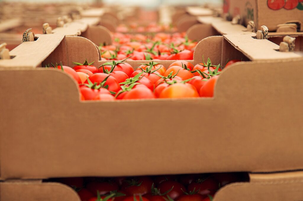 Closeup of bright red tomatoes in a carton - perishable/restricted item for Man and Van transport